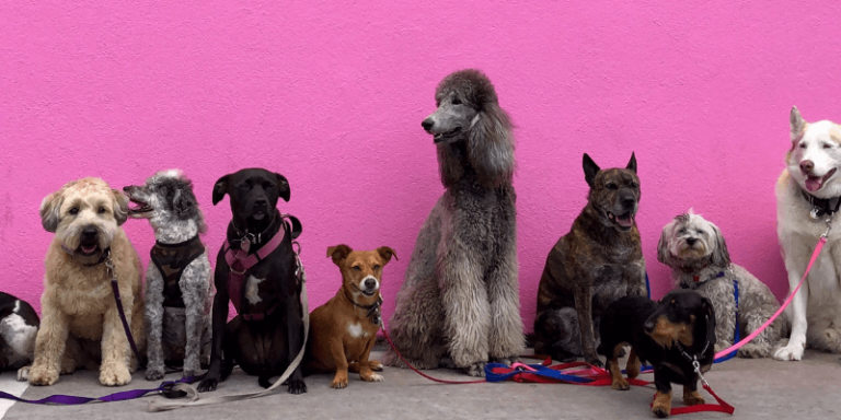 Ideias de Nomes para Cães e Cadelas de A a Z, Mais conselhos