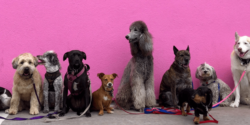 nomes para cães portugueses