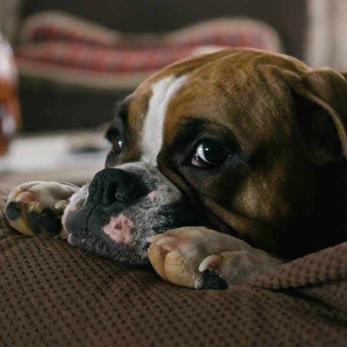 O meu cão comeu chocolate, e agora?