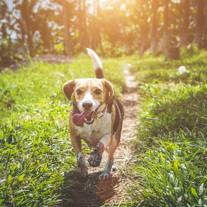 Condroprotectores: ¿para qué sirven y cuáles son los mejores para mi perro?