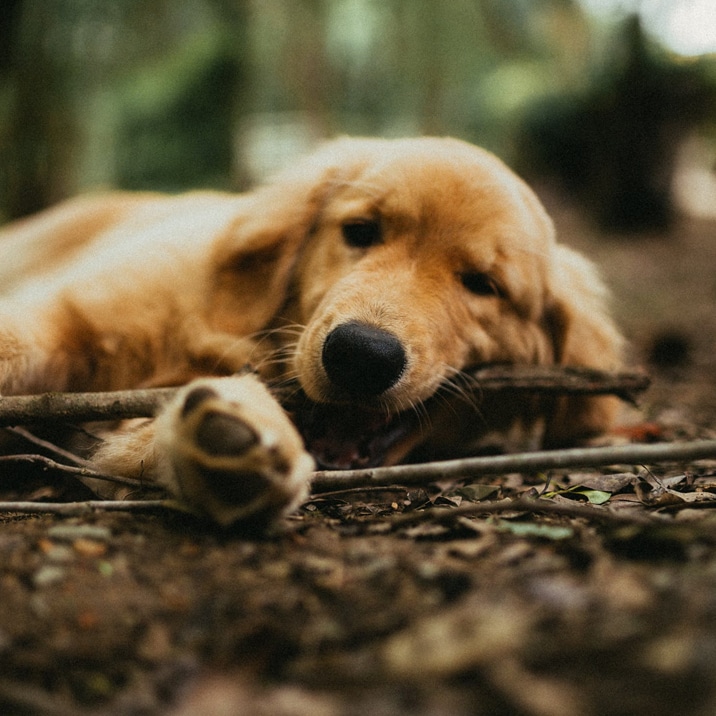 Temperamento de um Golden Retriever