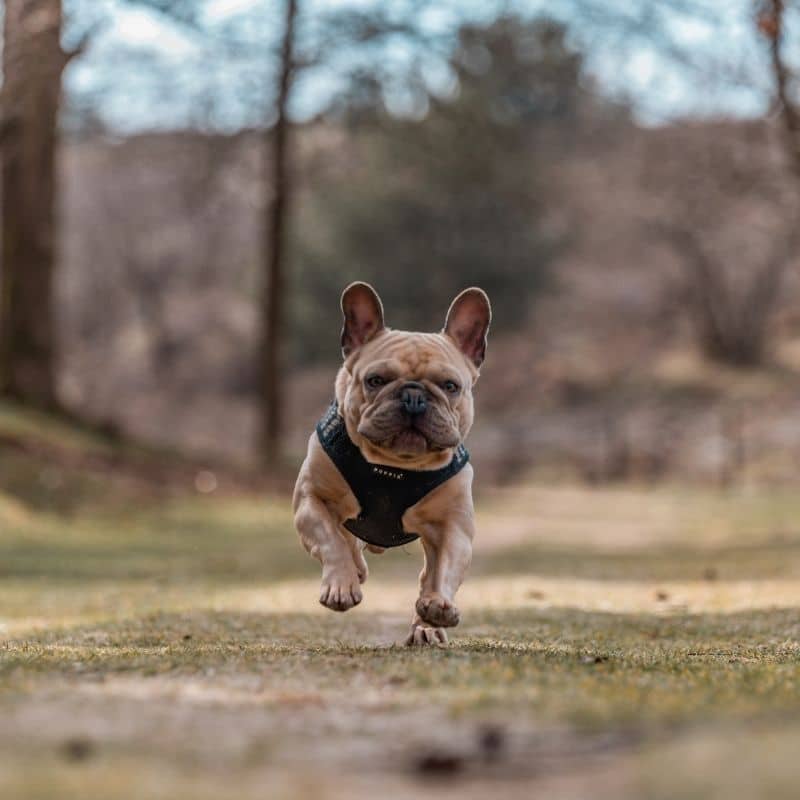 8 coisas a fazer com o seu cão ao fim de semana