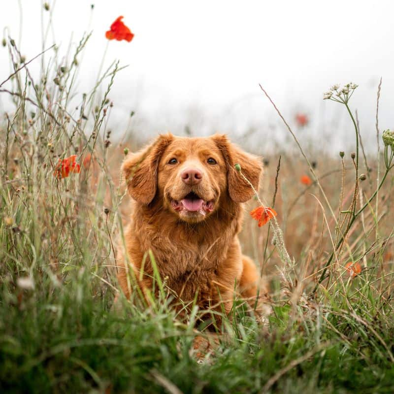 Ehrlichia canis: o que é?