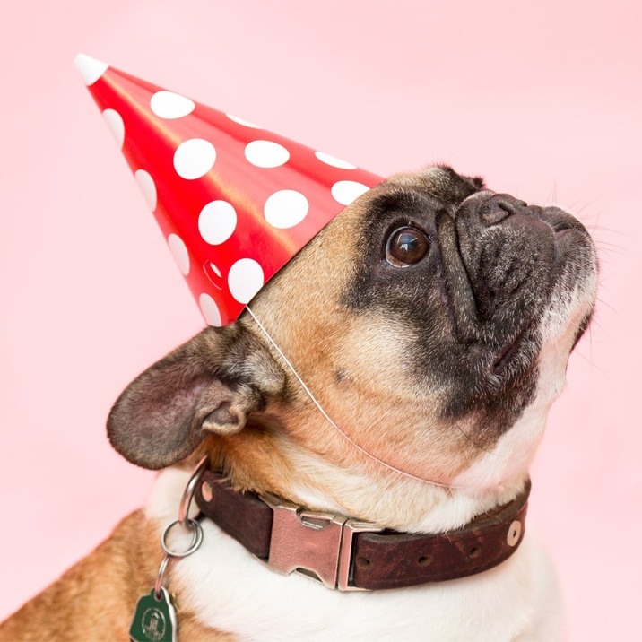 Como organizar uma festa para o meu cão