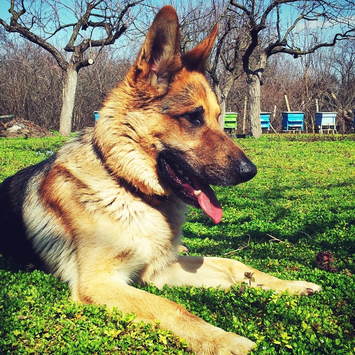 Como diminuir a queda de pêlo no meu cão?