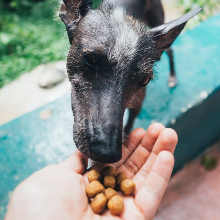 Quale alimento scegliere per il mio cane?