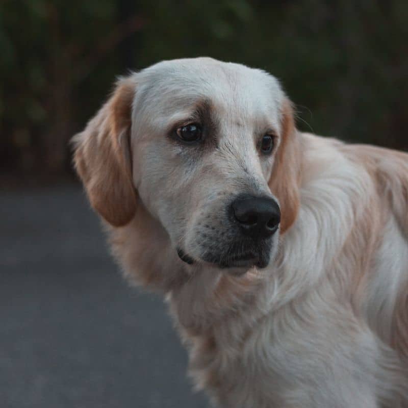 Il mio cane ha gli occhi gialli: che cosa significa?