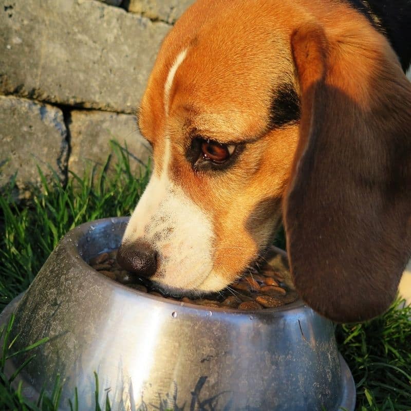 ¿Cómo cambiar la dieta de nuestro perro?