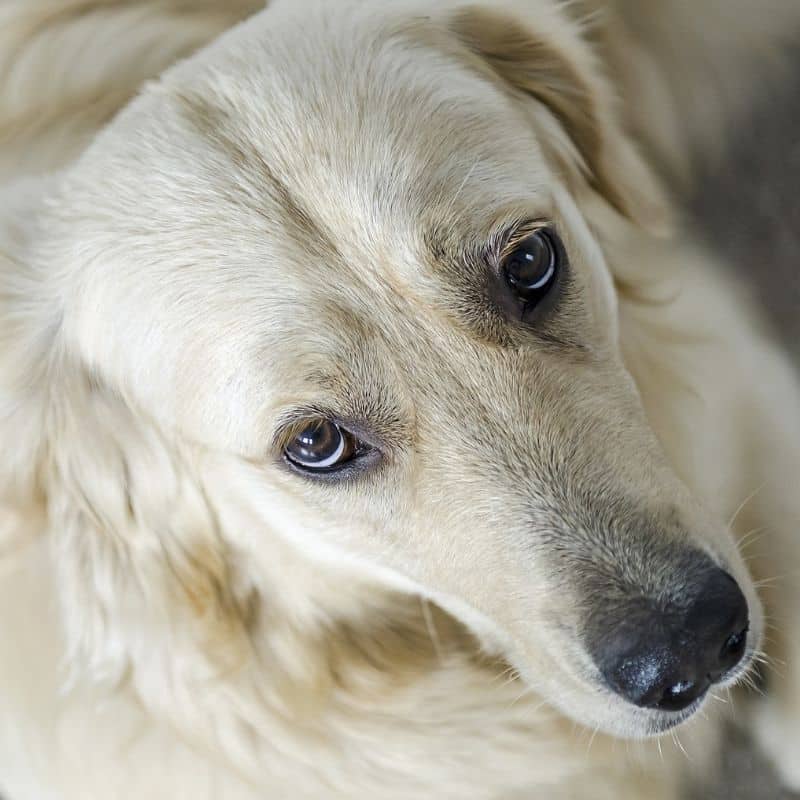 ¿Cómo cuidar el pelo del Golden Retriever?