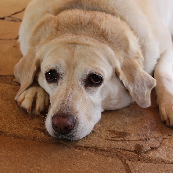 Obesidad canina: Guía de tratamiento