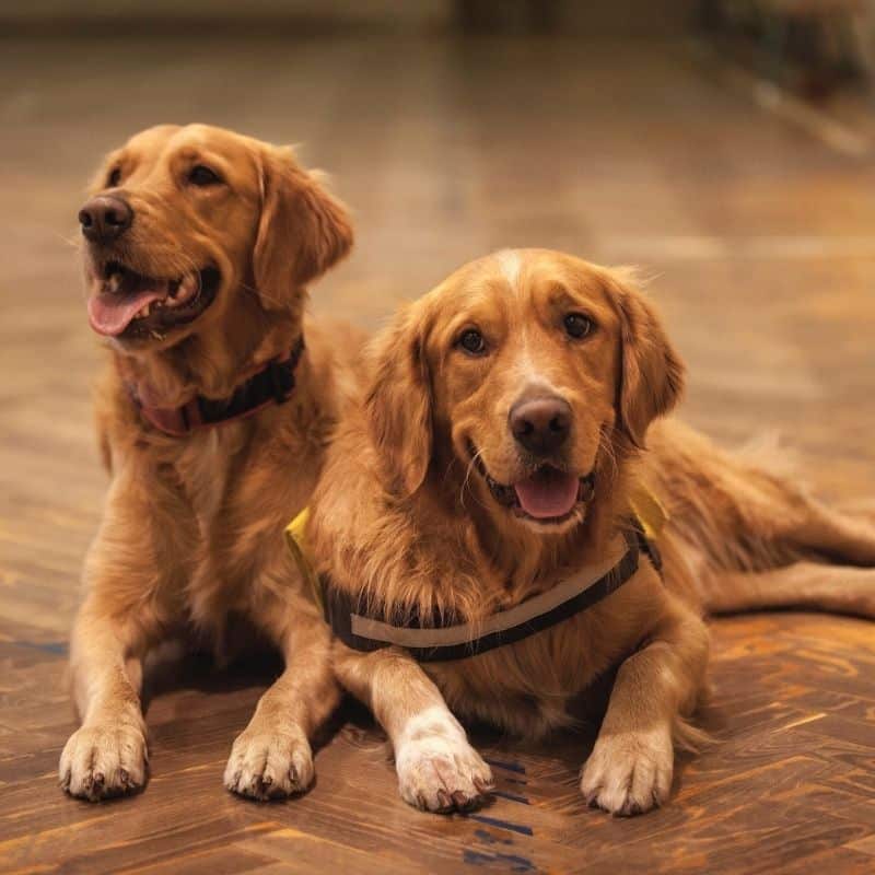 Encontros românticos para cães: quais as app do momento?