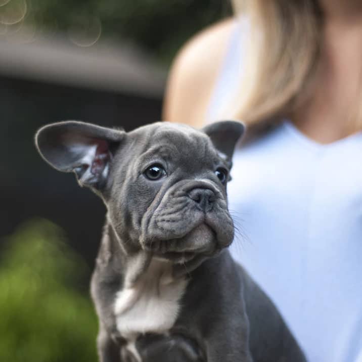 Sabe que idade tem realmente o seu cão?