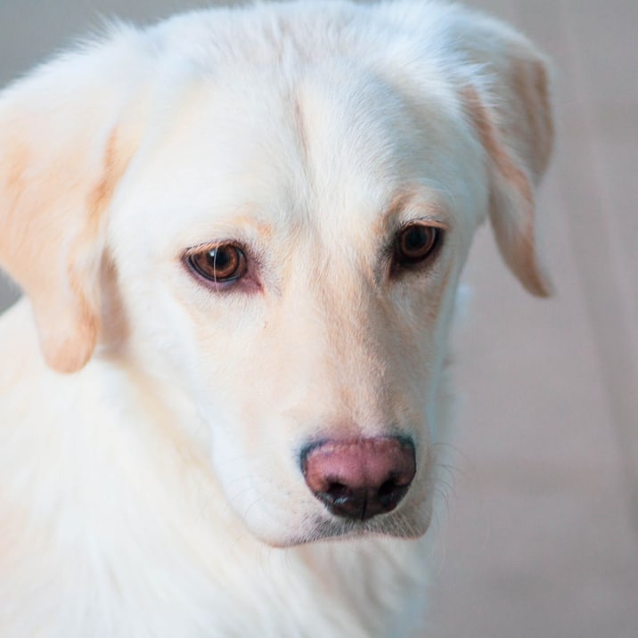 O meu cão tem o olho vermelho – está com conjuntivite?