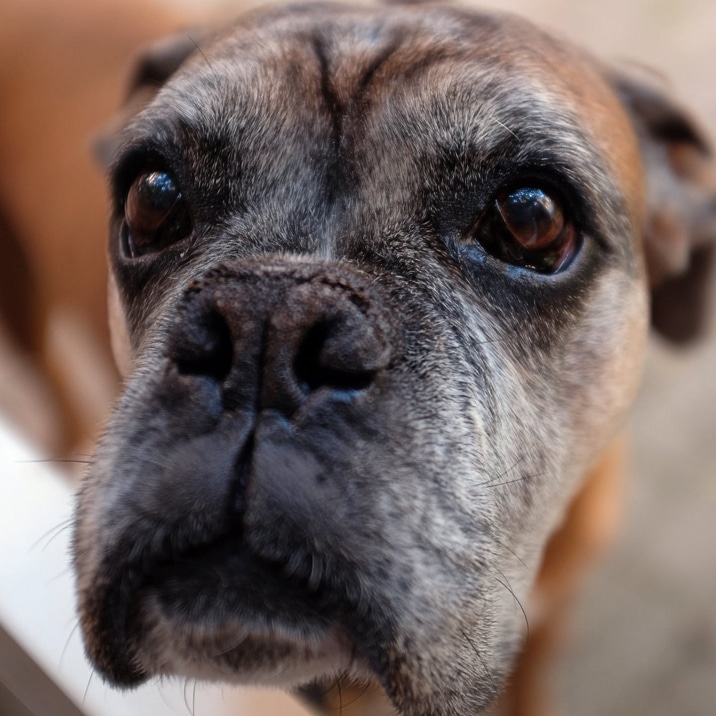 Será que o meu cão está com demência?