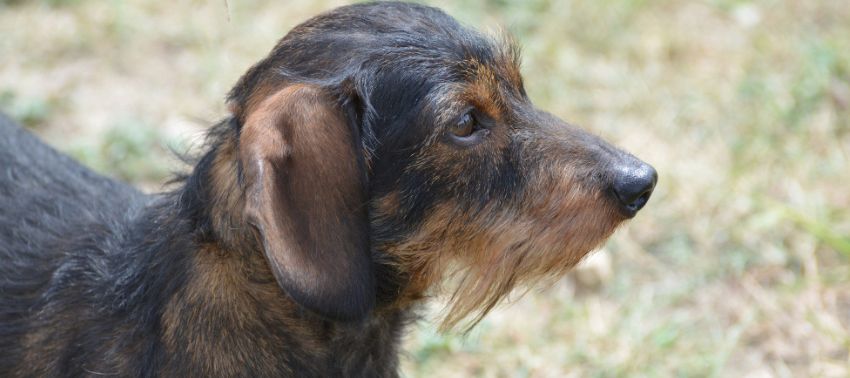 Ehrlichia Canis: síntomas y tratamientos