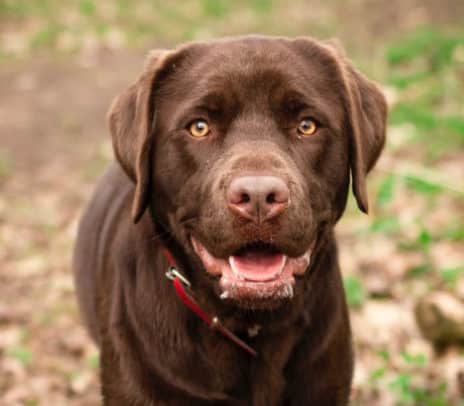 Labrador