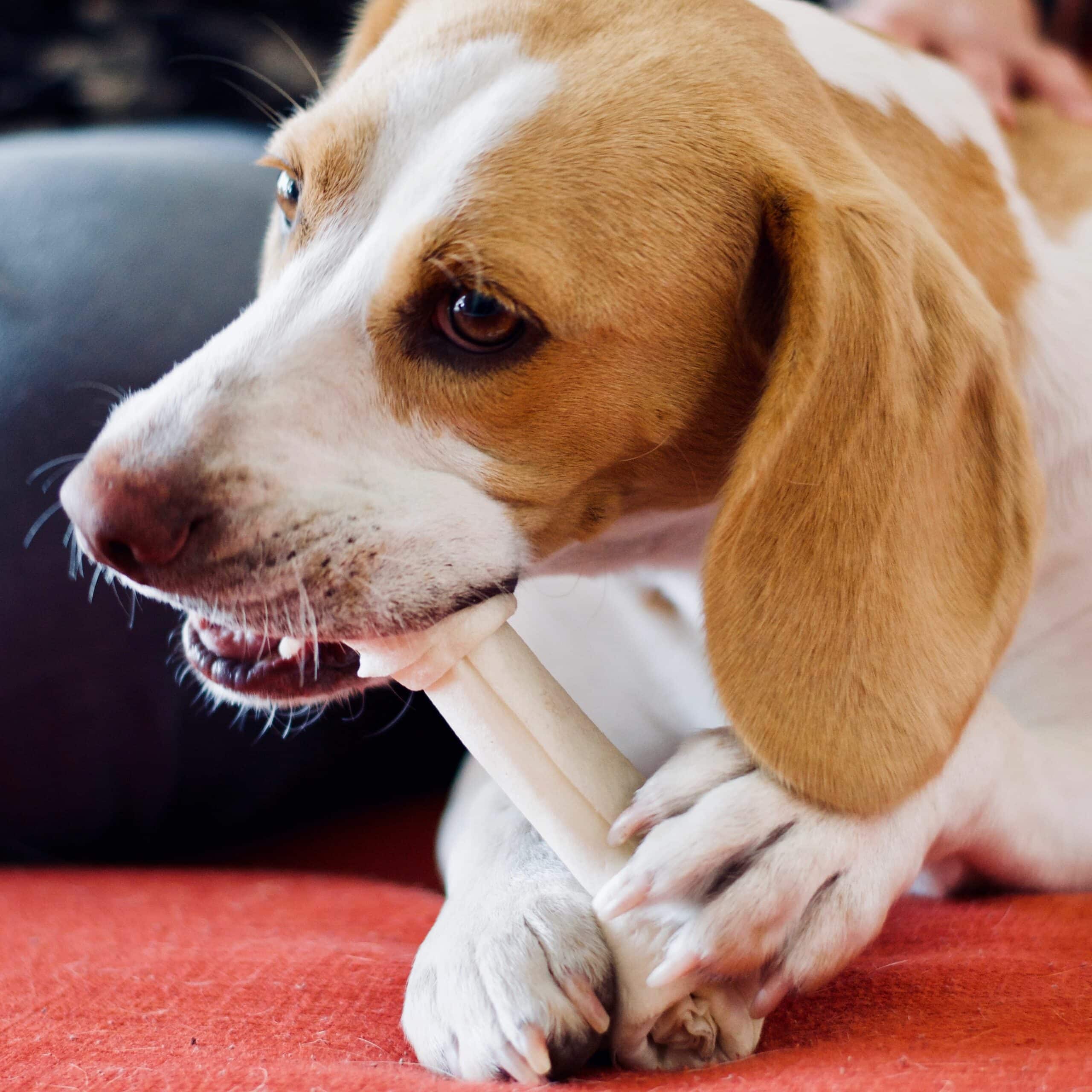 ¿Con qué frecuencia debo dar pienso a mi perro?