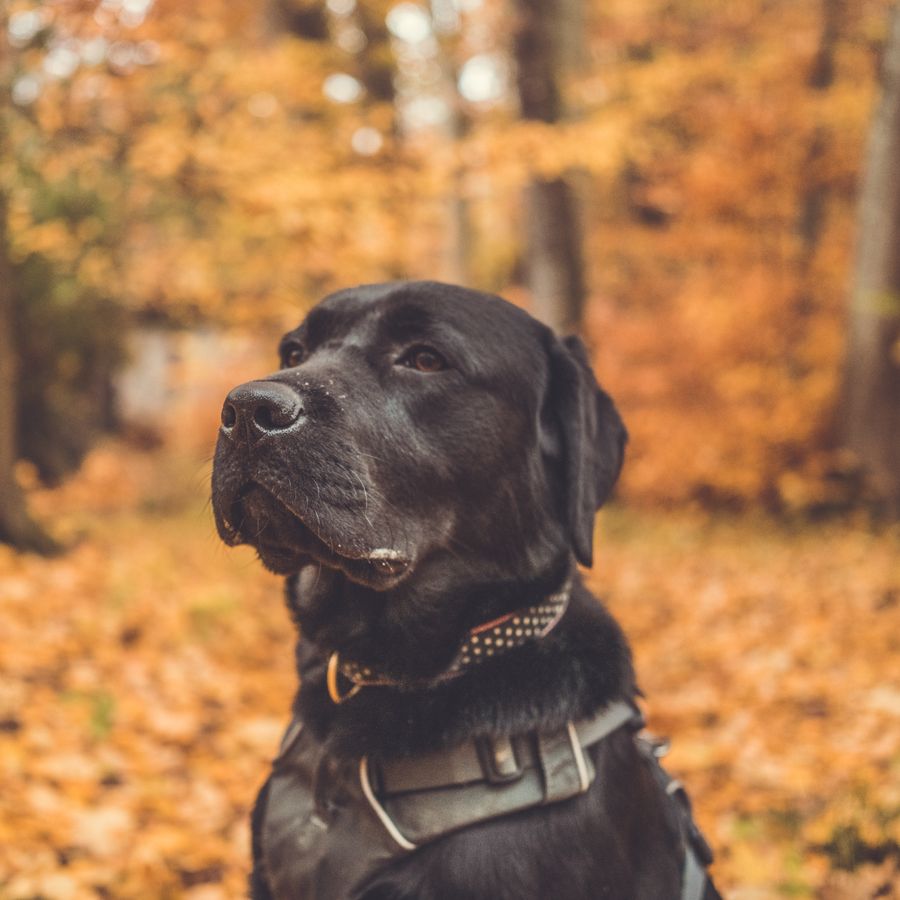 Qual a melhor ração para um cão com patologia renal?