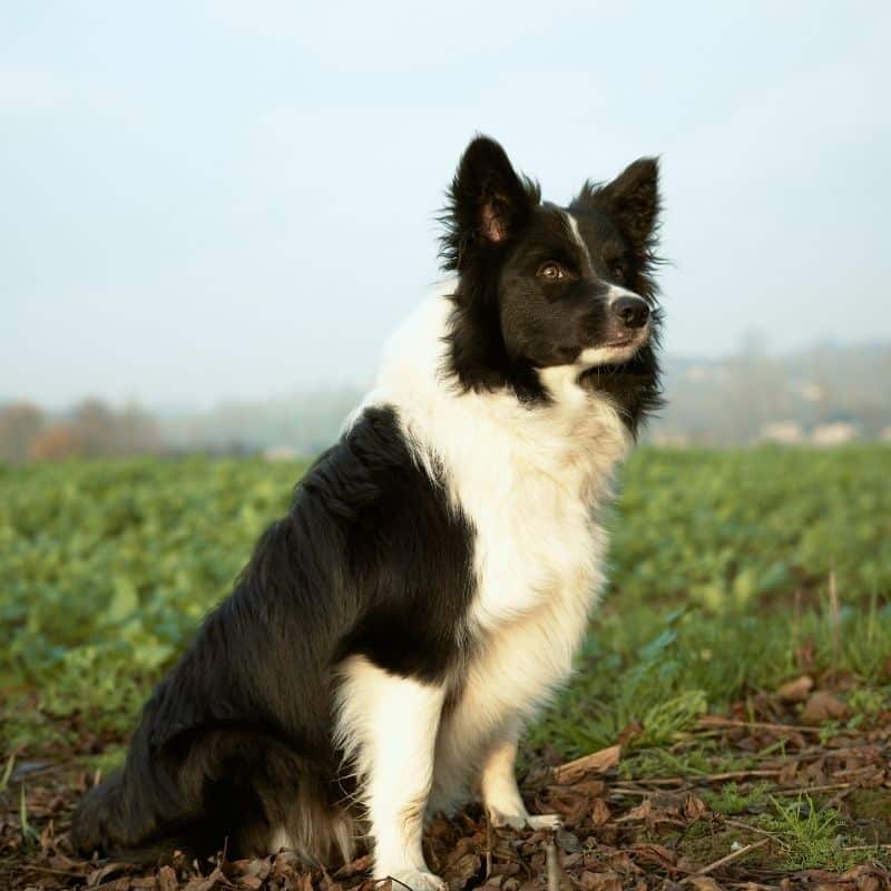 Doenças mais comuns nos Border Collie