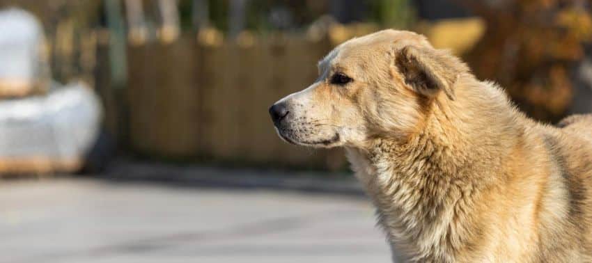 esterilización en perros