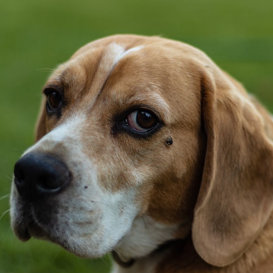 Como manter o peso ideal do meu cão?