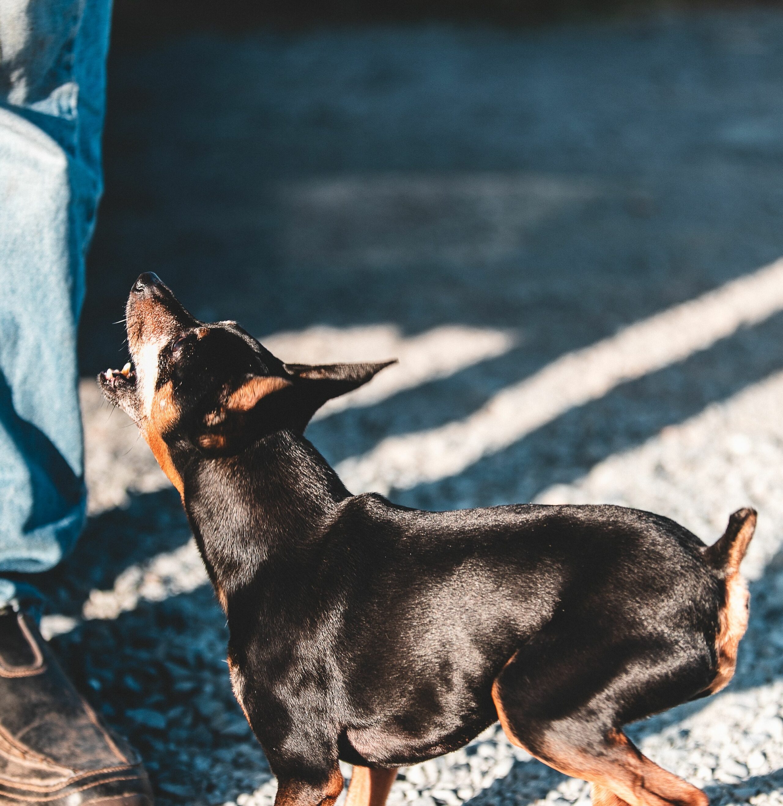 Posição da cauda do cão: diferentes significados