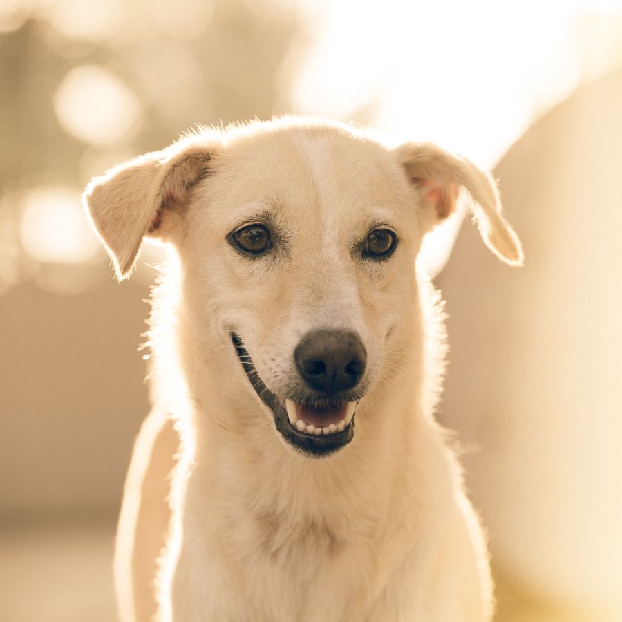 ¿Cómo anticipar el comportamiento de un perro?