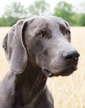 Weimaraner