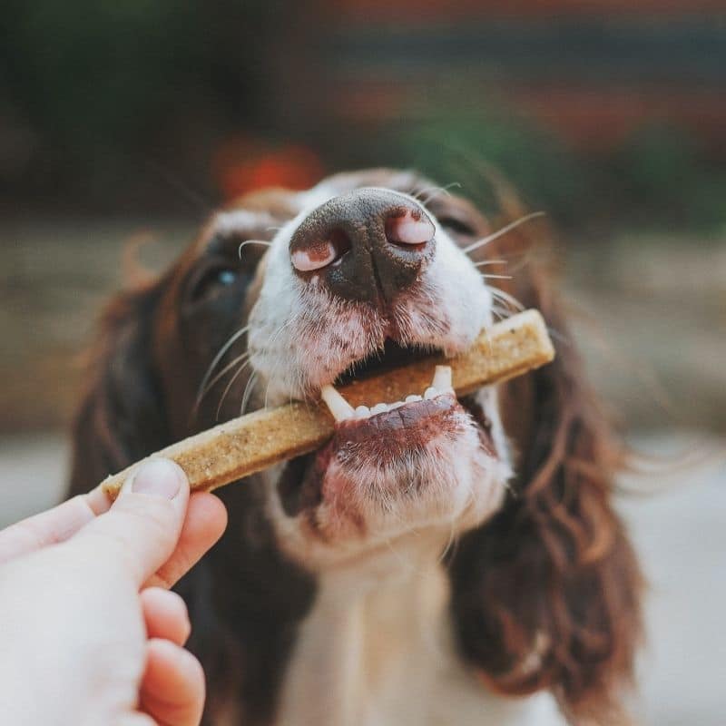 Como saber a que alimentos o meu cão é alérgico?