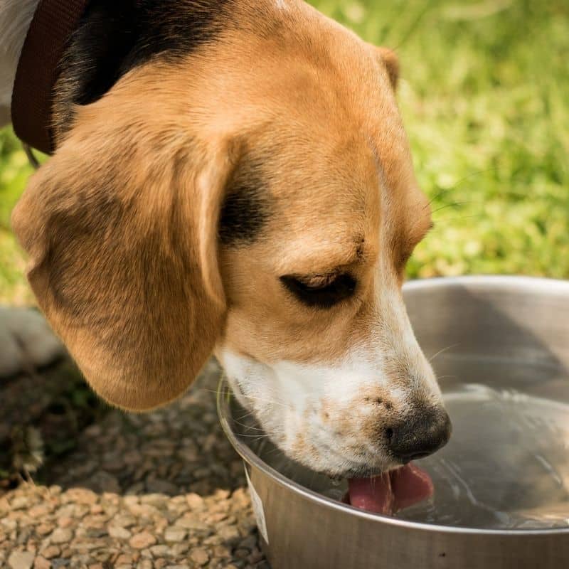 ¿Es normal que mi perro beba mucha agua?