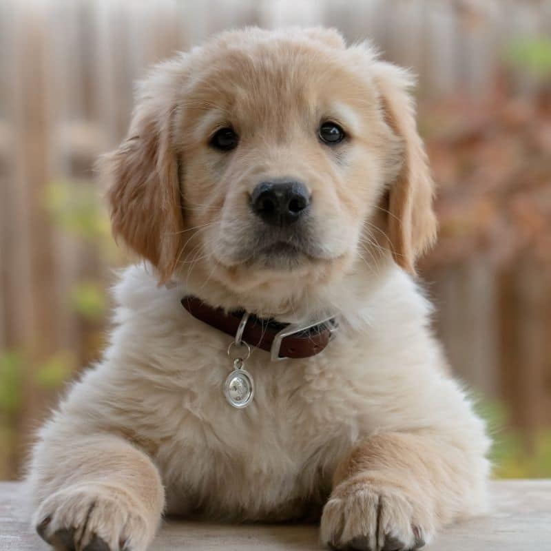 Come insegno al mio cane a fare pipì nel posto giusto?