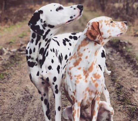 I cani della stessa razza devono mangiare le stesse cose?