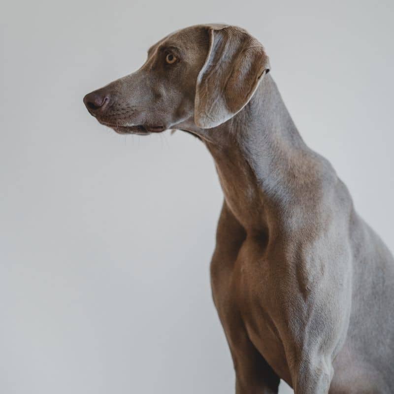 Weimaraner – as doenças mais comuns