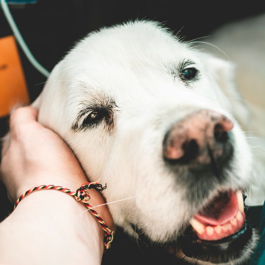 Signos de dolor en perro