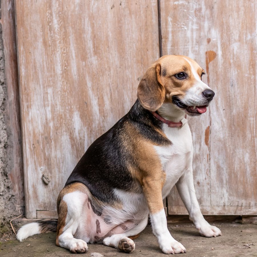 ¿Cómo alimentar a tu perro?