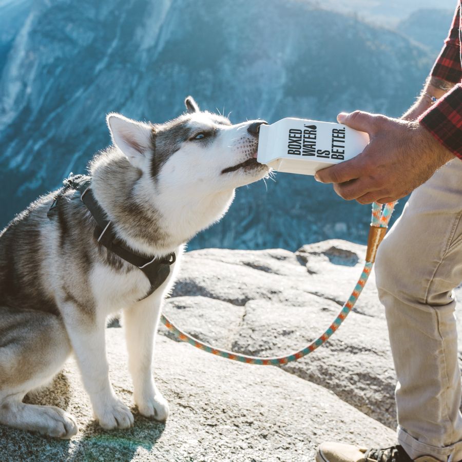 Il mio cane beve molta acqua: è normale?