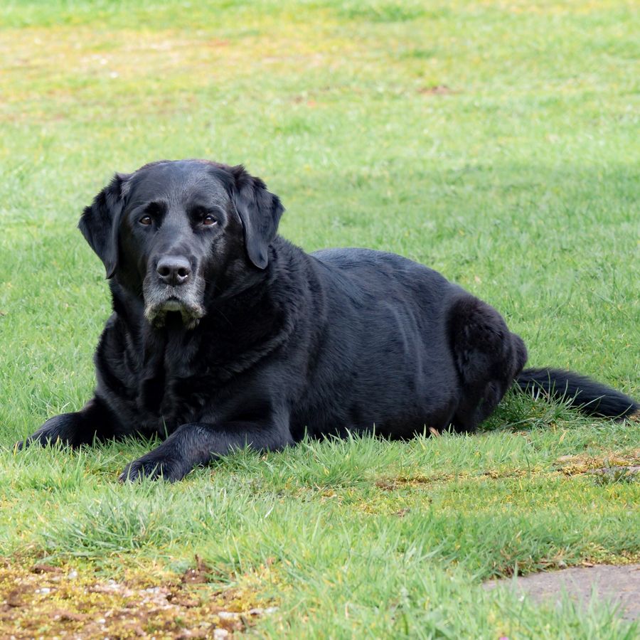 Mi perro tiene cáncer ¿y ahora?