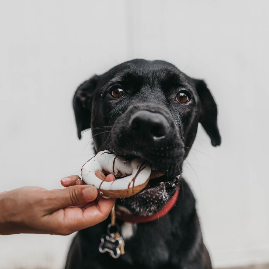 ¿Por qué mi perro vomita?