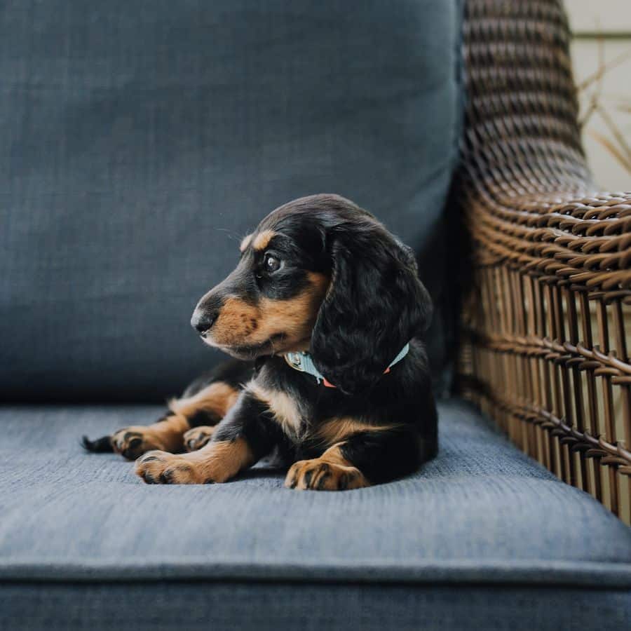 Atividades para fazer com o meu cão em casa