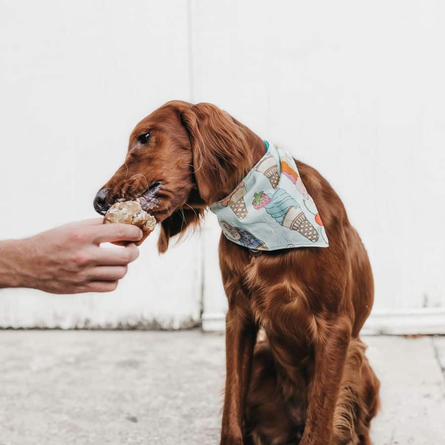 Que alimentos caseiros posso juntar à alimentação do meu cão?