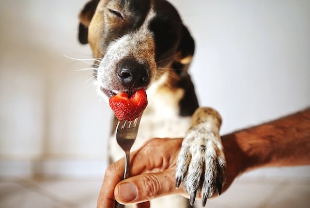 Alimentos naturais para cães com poder anti-inflamatório