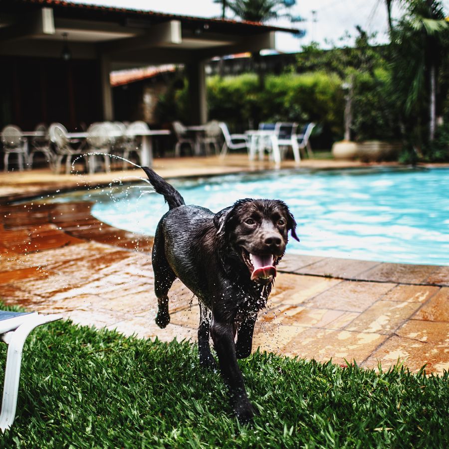 Hotéis Petfriendly no Norte – O top 7 para conhecer com o seu cão