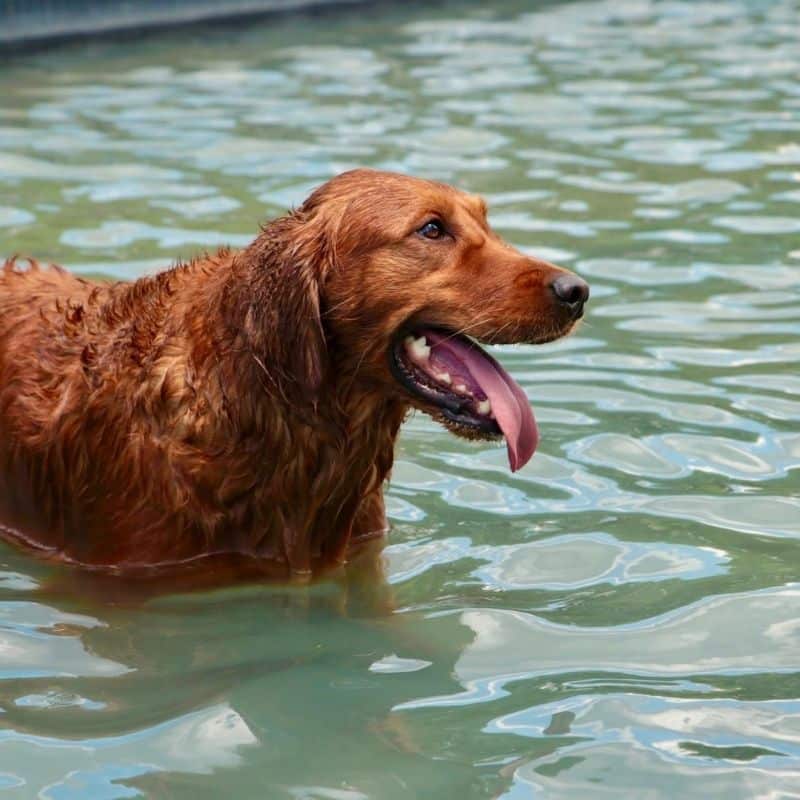 Hidroterapia e Fisioterapia para cães