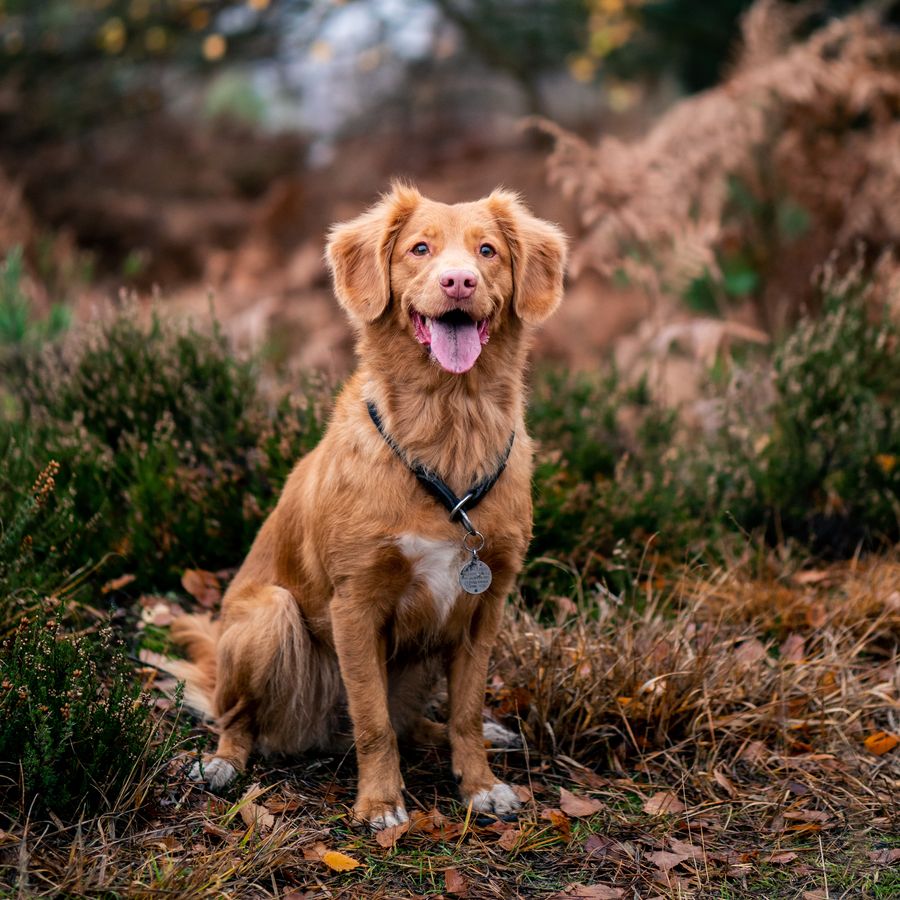 ¿Qué plantas son tóxicas para perros?