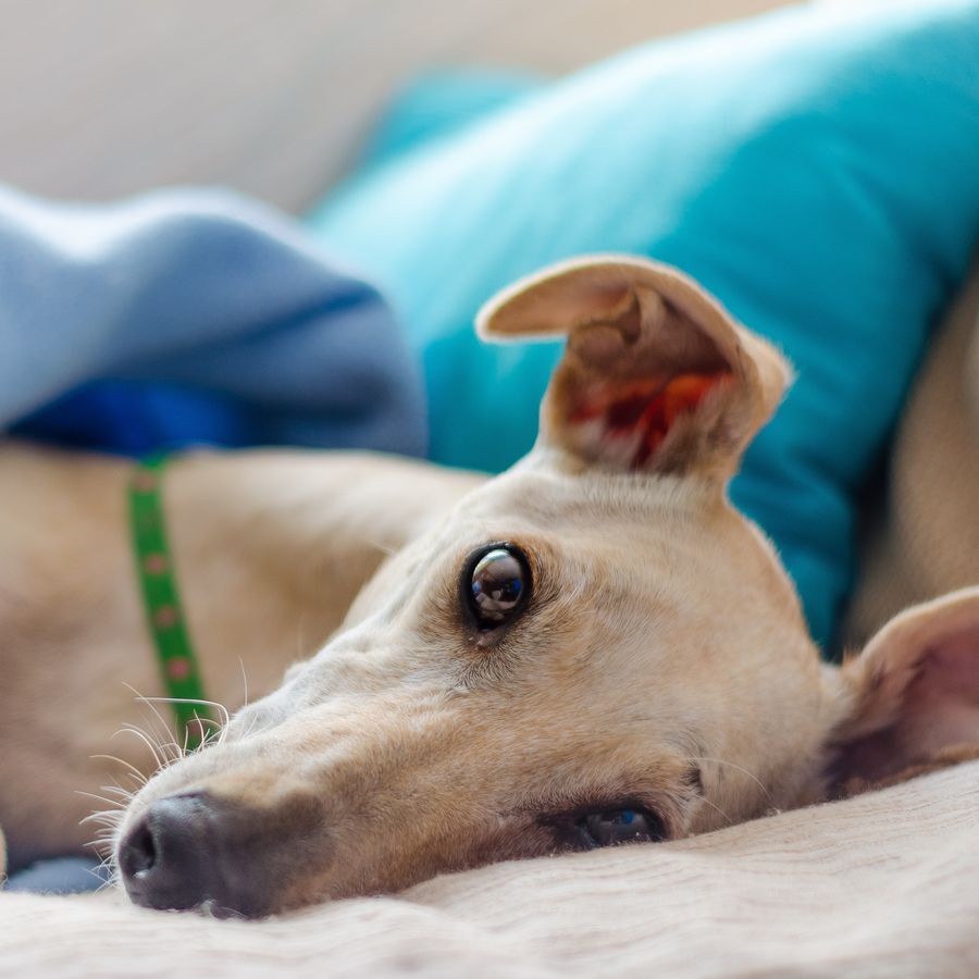 ¿Cómo puedo medir la temperatura de mi perro?