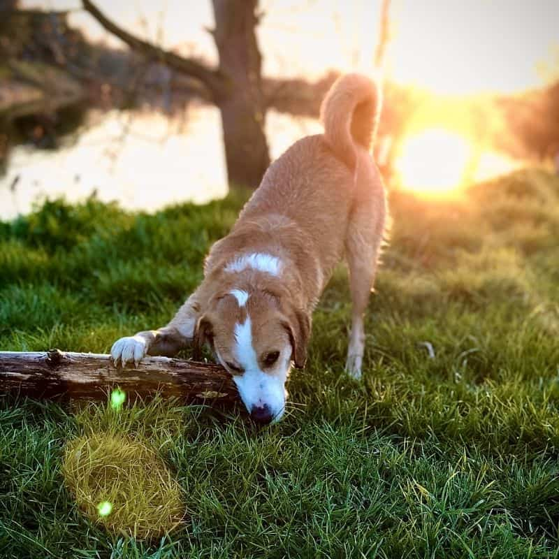 Lagarta do pinheiro e cães: tudo sobre o assunto