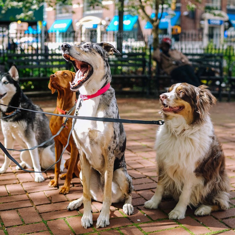 dog sitter e pensioni per cani