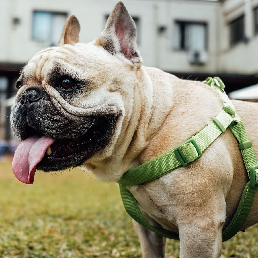 Como prevenir problemas de saúde nos cães?