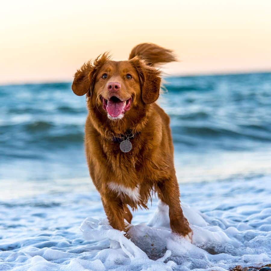 Cuidados necesarios después de llevar a mi perro a la playa