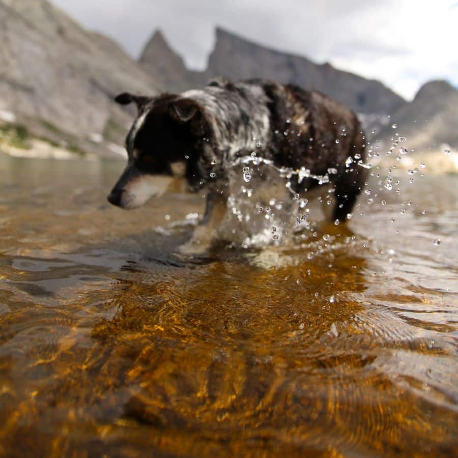 Fisioterapia en perros